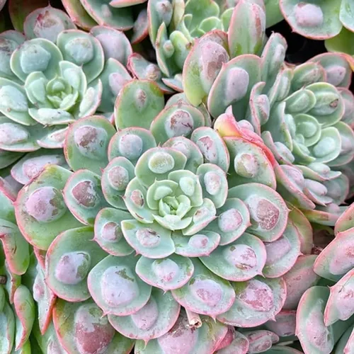 Vista 10 de Echeveria Suculents - Plantas vivas para cultivar, suculentas de Echeveria vivas, plantas de Echeveria vivas, suculentas de Echeveria vivas, maceta