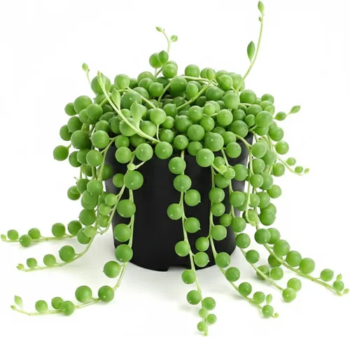 Vista 19 de Plantas de interior vivas suculentas "Bead Vine", tamaño aproximado de 2 pulgadas, suculentas en maceta, completamente enraizadas, de fácil cuidado