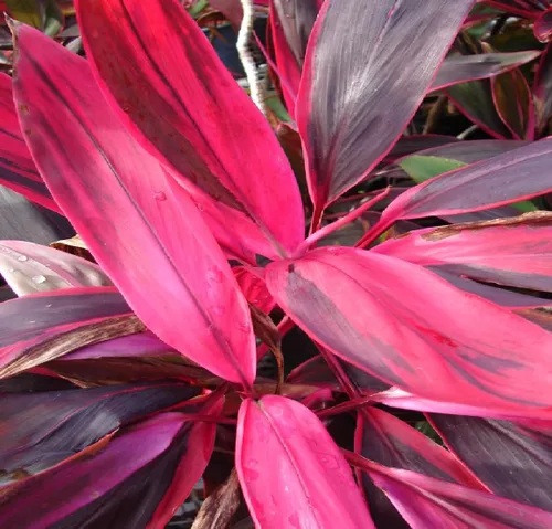 Vista 6 de Troncos de plantas de hojas de Ti rojas hawaianas, plantas tropicales vivas para interiores y exteriores, 2 troncos de corte de cordyline fruticosa