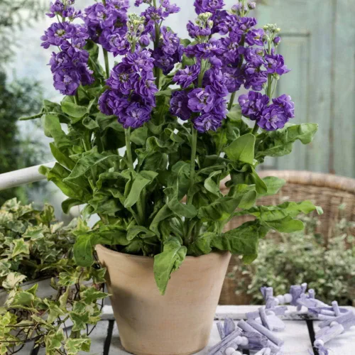 Vista 7 de Outsidepride Ten Week Blue Mattiola Stock Seeds – 1000 semillas anuales de flores para plantar con flores fragantes que atraen a los polinizadores