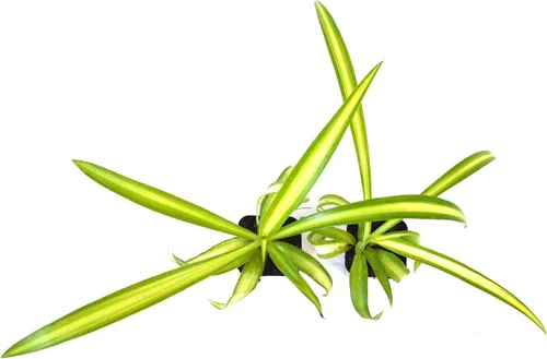 Vista 3 de 9GreenBox - Planta araña oceánica - Fácil de cultivar - Limpia el aire - Nuevo - Paquete de 2