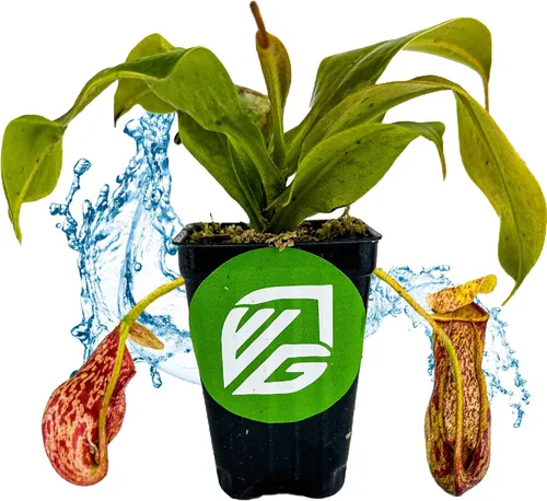 Vista 7 de Planta carnívora Miranda Nepenthes Miranda - Planta inicial de Wellspring Gardens - Tropical única y exótica para cultivo y plantación