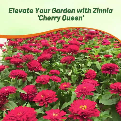 Vista 5 de Outsidepride - Zinnia Elegans, 1000 semillas anuales, Dahlia Cherry, flores para plantar, color cereza