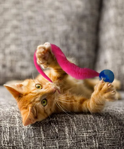 Vista 4 de Dezi Roo Wiggly Ball - Paquete de 3 juguetes divertidos para gatos - Pelotas de juguete para gatos de interior - Diseñado por un veterinario felino