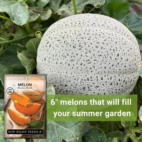Vista 5 de Sow Right Seeds - Semillas de melón Honey Rock para plantar - Paquete de reliquia sin OMG con instrucciones para plantar un huerto casero - Cultiva