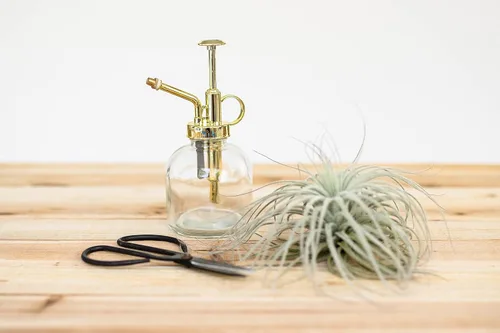 Vista 3 de Regadera de cristal para plantas – Botella de spray de 8 onzas de oro para plantas – Regadera con una sola mano para plantas