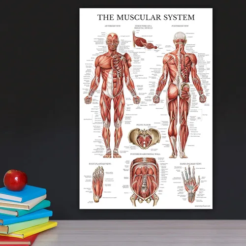 Vista 5 de Palace Learning Póster anatómico del sistema muscular, laminado, tabla de anatomía muscular, doble cara (18 x 24 pulgadas)