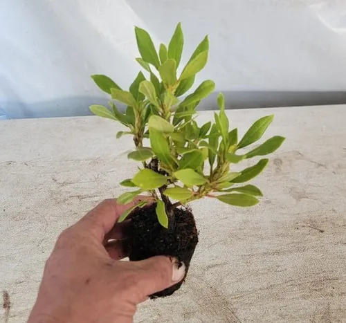 Vista 2 de (1) - Rododendro Rojo Nova Zembla - Planta de inicio (26.2 ft) (1 Planta Viva)