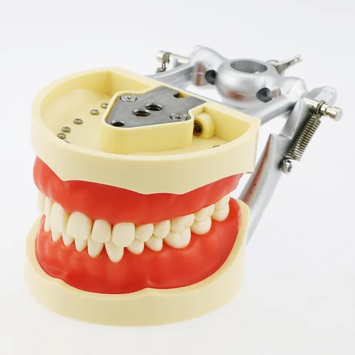 Vista 2 de Typodont - Poste de montaje para dientes modelo ajustable de 360 grados en el escritorio, compatible con Kilgore Nissin Columbia Dentoform Frasaco