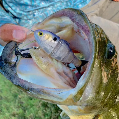 Vista 6 de Catch Co Mike Bucca Baby Bull Shad Swimbait 9.53 cm 14.17 g