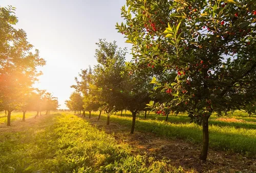 Vista 2 de Semillas de cerezo dulce para plantar - Prunus avium (5 semillas)