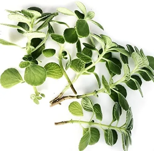 Vista 2 de Planta Vicks Orgánica, Plectranthus tomentosa, Esquejes - 5, 10 o 25 ea (5)