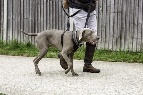 Vista 2 de Arnés Halti Sin Tirones - Detiene a Tu Perro de Tirar de la Correa. Ajustable, Ligero y Fácil de Usar. Arnés Reflectante para Entrenamiento de Negro