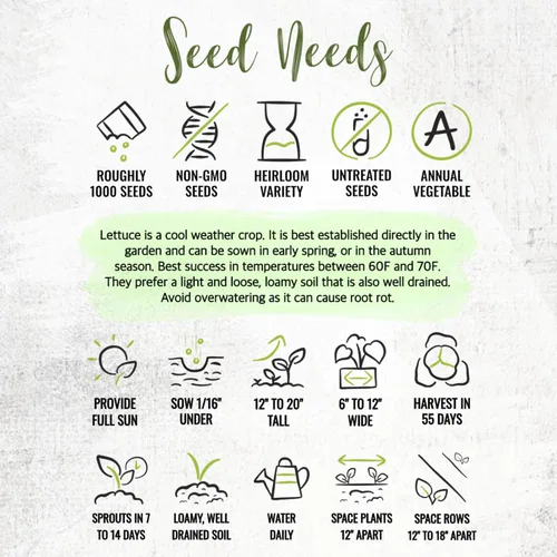 Vista 8 de Seed Needs Semillas de lechuga romana para plantar reliquia y sin OMG, 1 paquete