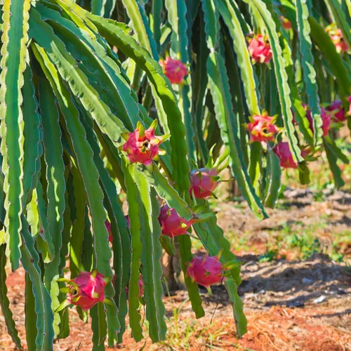 Vista 9 de Wilderness Poets Polvo de fruta de dragón liofilizado - Pitahaya rosa (32 onzas)