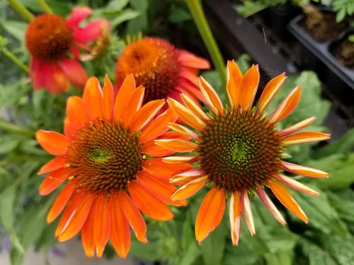 Vista 5 de 25 semillas de flor de hierba blanca y naranja rojo amarillo púrpura rosa blanco