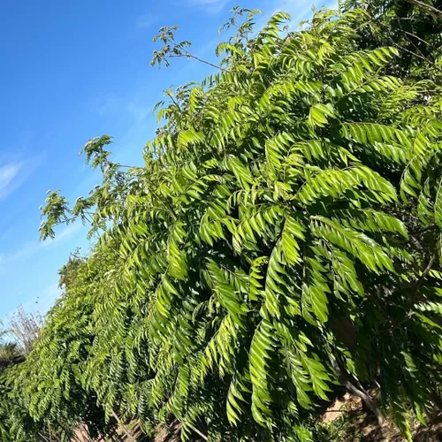 Vista 8 de CurryForest Hojas de curry secas de primera calidad, 100% naturales, sin pesticidas, cultivadas en Estados Unidos, secado al aire, 0.35-0.53 oz