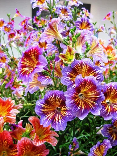Vista 3 de Semillas Salpiglossis Seed Mix 800+ Semillas para Plantar Lengua Pintada Terciopelo Trompeta Flor Anual Flor