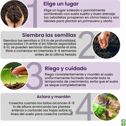 Vista 5 de Deliciosa ensalada blanca agrupamiento de cebolletas verdes semillas - Fácil de cultivar - Sin OMG - 1600 semillas