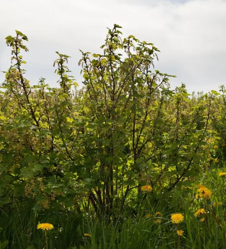 Vista 3 de Grosella Dorada 50 Semillas (Ribes aureum) Heirloom - Sin OMG - Polinizado abierto