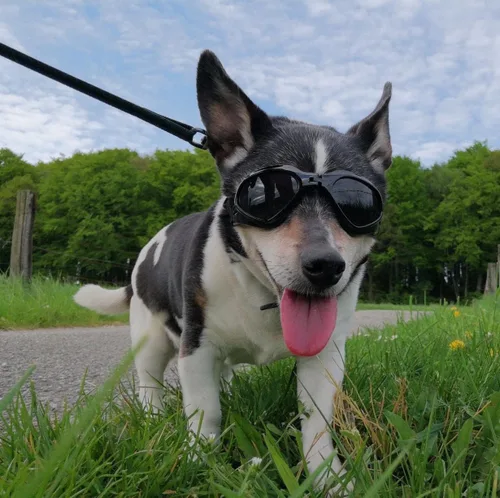 Vista 7 de Gafas de sol para perros de raza media, protección ocular para perros medianos, resistentes al viento, color negro