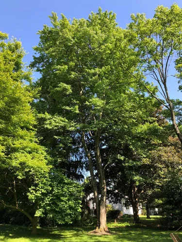Vista 4 de Southern Red Maple Tree Premium Seeds Acer rubrum 'Summer' Plants'® (Premium Seeds, 10)