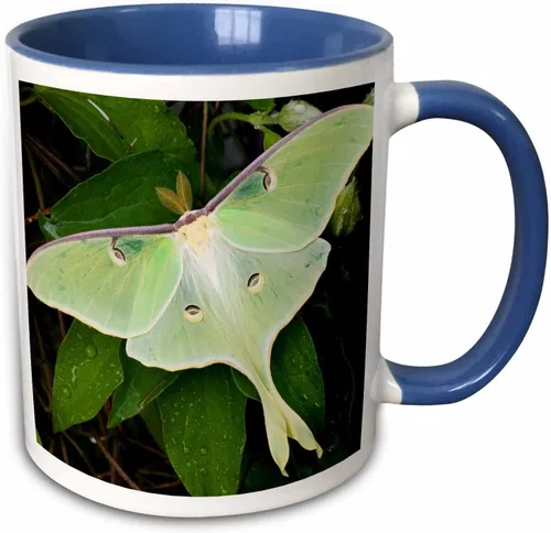 Vista 9 de Danita Delimont – Insectos – Luna Moth On Carnaby Clematis, Clematis SP, Marion Co. IL – Tazas, Negro/Blanco