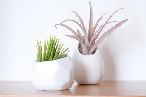 Vista 4 de Air Plant Shop Juego de 3 soportes geométricos blancos con plantas de aire mixtas, al por mayor y a granel, suculentas - Tillandsia viva - Plantas