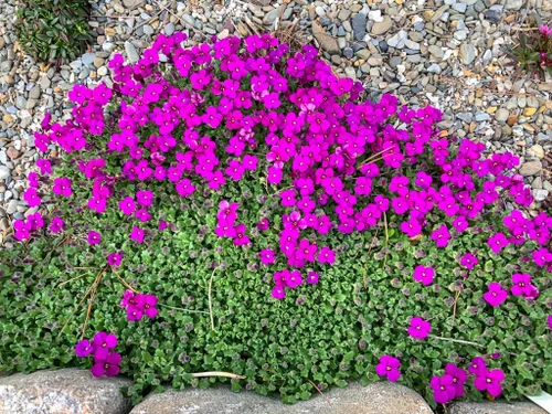 Vista 4 de Semillas de Berro Rosa Aubrieta Colgante Escalada Flores Perennes al Aire Libre para Plantar