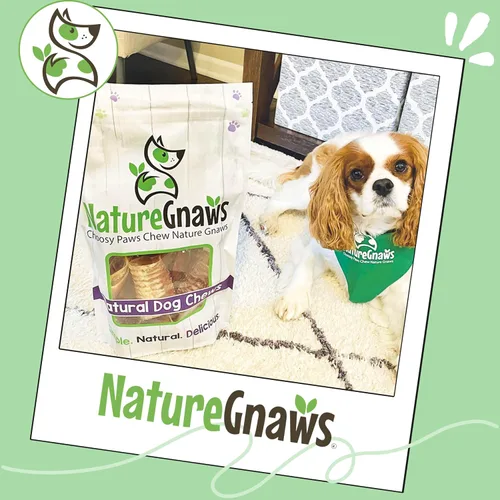 Vista 6 de Nature Gnaws Masticables de tráquea de ternera para perros de 3 pulgadas (12 unidades) – Huesos masticables naturales crujientes de larga duración