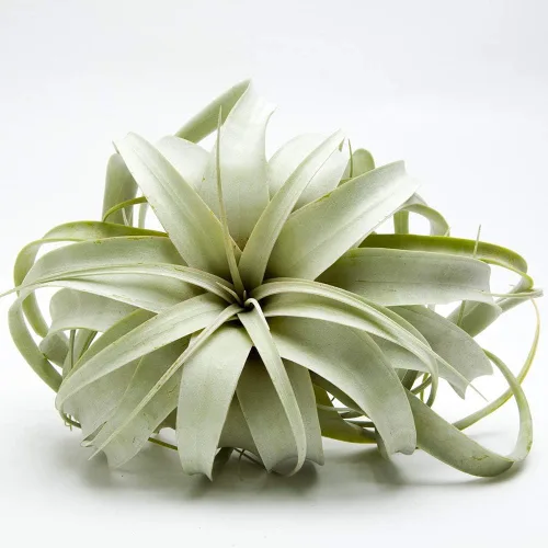 Vista 3 de Planta de aire Tillandsia Xerographica 3-4" de ancho por Garden in the City/Barcos desde California/Cultivado en invernadero (Mini (3-4"))