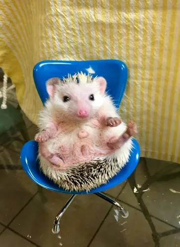 Vista 6 de Silla de erizo mini asiento giratorio de plástico, juguetes para animales pequeños, decoración de hábitat, accesorios de jaula, suministros
