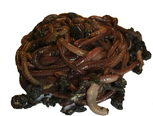 Vista 2 de Más de 250 lombrices de tierra Red Wiggler, orgánicas y criadas de forma sostenible