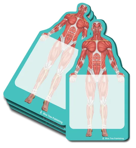 Vista 20 de Notas Adhesivas de Anatomía