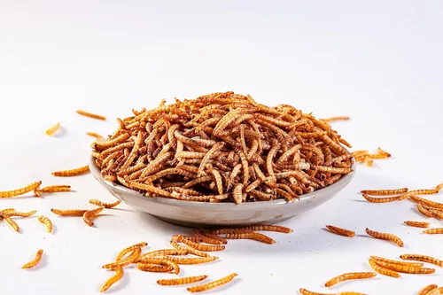 Vista 3 de I LOVE WORMS Gusanos secos (2.27 kg), alimento para pájaros silvestres, gusanos altos en proteínas para pájaros azules, pollos, patos, reptiles