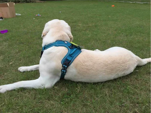 Vista 6 de Sgoda Arnés para perro con reflectante 3M, chaleco arnés con asa para mascotas, Azul