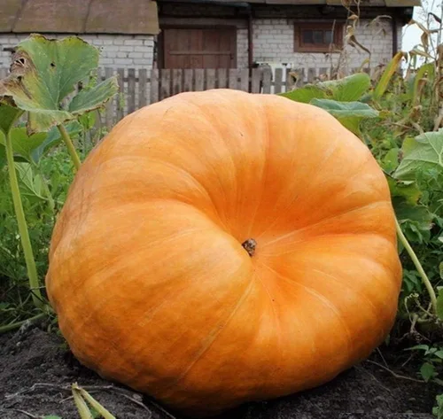 Vista 5 de Semillas Gigante Calabaza Titán No GMO Heirloom