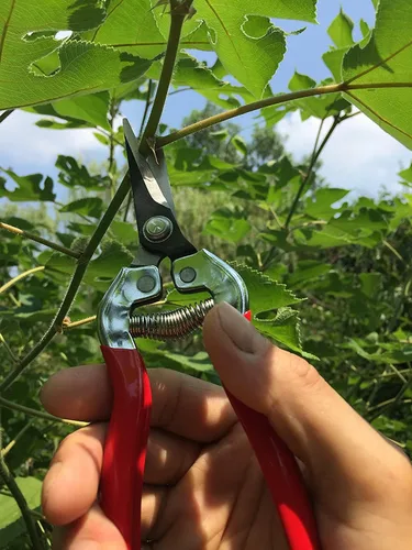 Vista 7 de gonicc Tijera de poda profesional de micropunta (GPPS-1008), podadora y tijeras de mano de jardín pequeñas para arreglar flores, recortar plantas