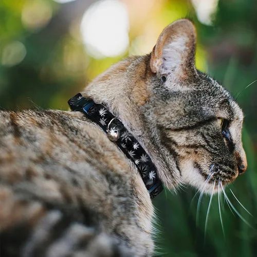 Vista 2 de Buckle-Down Breakaway - Collar de gato - Hojas de maceta/humo negro/gris/blanco