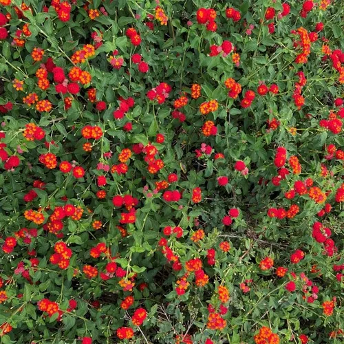 Vista 4 de Paquete de 4 plantas perennes de Lantana vivas de rápido crecimiento para jardín o contenedores, 4-8 pulgadas de alto, flores rojas brillantes