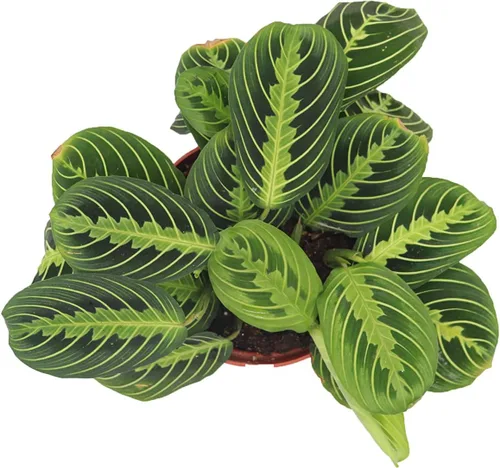 Vista 2 de Planta de oración verde Maranta "Limón Lima" - 6" de California Tropicals