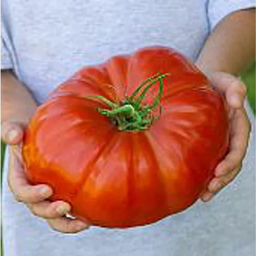 Vista 19 de Semillas de huerto para plantar - Cultiva verduras tradicionales (pimienta de 5 colores)