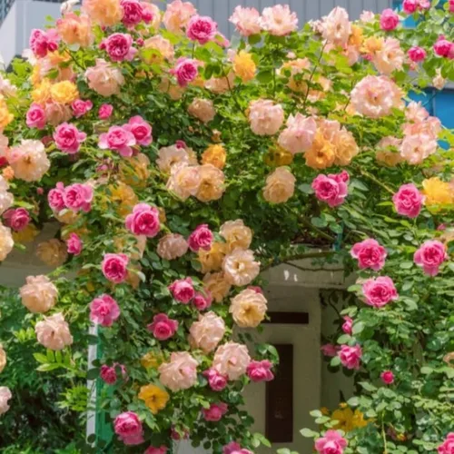 Vista 2 de Rosas trepadoras aleatorias para jardín, plantas de rosas fragantes y resistentes para plantar al aire libre, sin maceta, planta de inicio de 5 a 9
