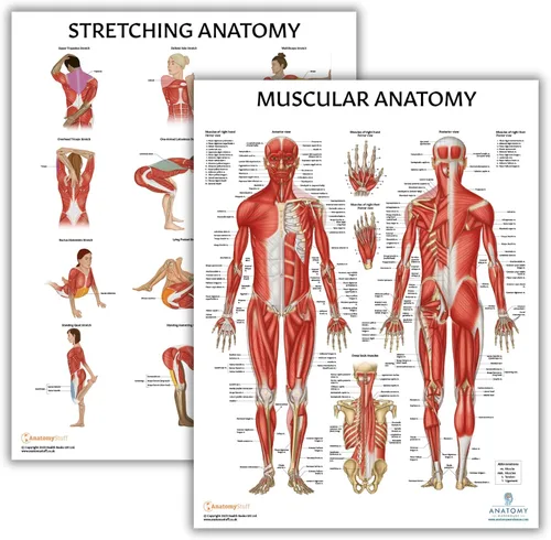 Vista 8 de Anatomy Lab Tabla anatómica del sistema muscular, laminado, 17.3 x 22.5 pulgadas, diagrama de los músculos, carteles médicos, póster del sistema