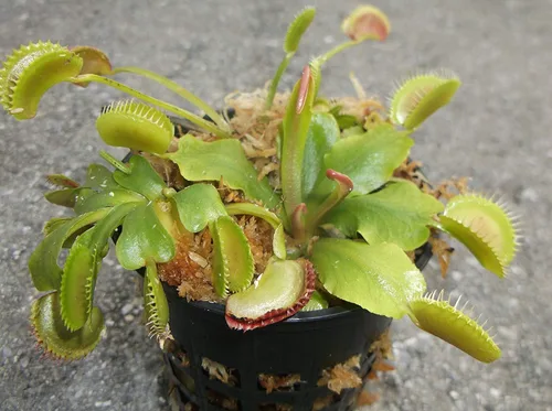 Vista 3 de 3 trampas para moscas Venus (Dionaea Muscipula) - Planta carnívora de 3 pulgadas