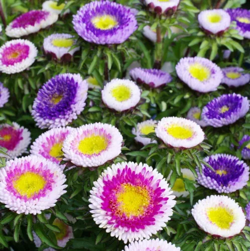 Vista 5 de Semillas Aster Moon Mix Flores Anuales