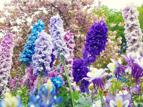 Vista 4 de Semillas Enanas Larkspur Mix- Bajo Delphinium - Flores anuales para plantar - Sin OMG