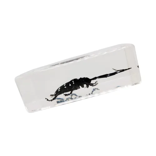 Vista 3 de Especímenes reales de insectos de escarabajo de cuernos largos en manualidades de pisapapapeles, colección de taxidermia de animales para educación