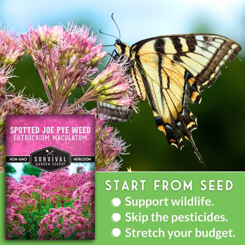 Vista 4 de Spotted Joe Pye Weed Semillas de flores silvestres para plantar (paquete de 1)