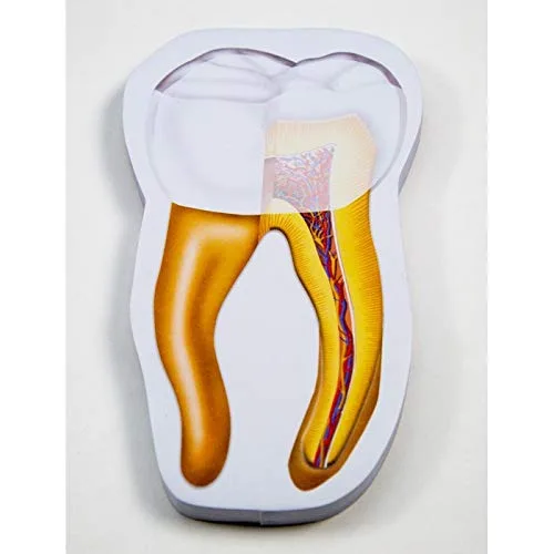 Vista 5 de Dentista Higienista Asistente Dental Estudiante Paquete de Regalo de 19 Piezas